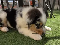 Talon, AKC Blue Merle, a male Australian Shepherd for sale in Kokomo, IN – Photo 8 of 8