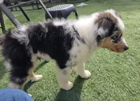 Talon, AKC Blue Merle, a male Australian Shepherd for sale in Kokomo, IN – Photo 3 of 8