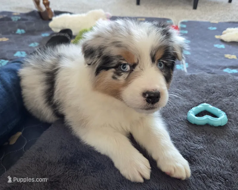 Jake, AKC Blue Merle