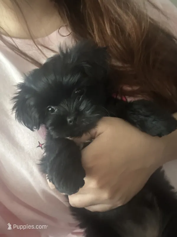 Seven – Yorkipoo puppy for sale in Pearland, TX