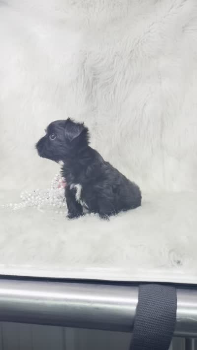 Seven, a female Yorkipoo for sale in Pearland, TX – 2 of 2