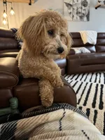 Lily-Grace, a female Goldendoodle for sale in Waxhaw, NC – 5 of 9