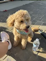 Lily-Grace, a female Goldendoodle for sale in Waxhaw, NC – 6 of 9