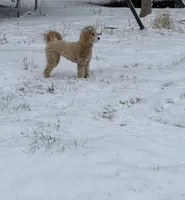 Lily-Grace, a female Goldendoodle for sale in Waxhaw, NC – 2 of 9