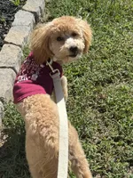 Lily-Grace, a female Goldendoodle for sale in Waxhaw, NC – 9 of 9