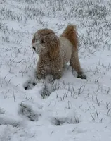 Lily, a female Goldendoodle for sale in Waxhaw, NC – Photo 7 of 7