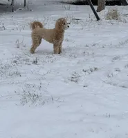 Lily, a female Goldendoodle for sale in Waxhaw, NC – Photo 5 of 7