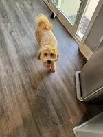 Lily, a female Goldendoodle for sale in Waxhaw, NC – Photo 4 of 7