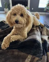 Lily, a female Goldendoodle for sale in Waxhaw, NC – Photo 3 of 7