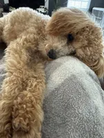 Lily-Grace, a female Goldendoodle for sale in Waxhaw, NC – 4 of 9