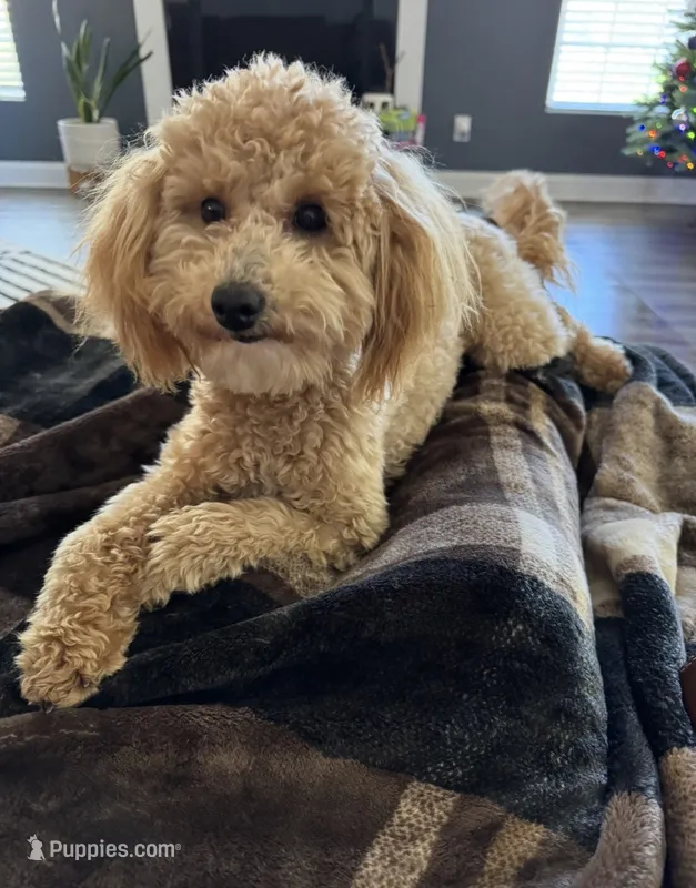 Lily-Grace – Goldendoodle puppy for sale in Waxhaw, NC