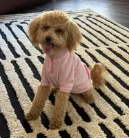 Lily-Grace, a female Goldendoodle for sale in Waxhaw, NC – 3 of 9