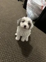 Ashley, a female Miniature Goldendoodle for sale in Philadelphia, PA – 4 of 5