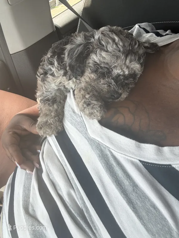 reign  – Miniature Goldendoodle puppy for sale in Philadelphia, PA