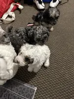 Ashley, a female Miniature Goldendoodle for sale in Philadelphia, PA – 5 of 5