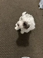Ashley, a female Miniature Goldendoodle for sale in Philadelphia, PA – 2 of 5