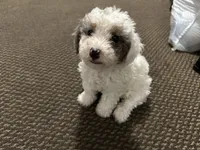 Ashley, a female Miniature Goldendoodle for sale in Philadelphia, PA – 1 of 5