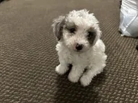Ashley, a female Miniature Goldendoodle for sale in Philadelphia, PA – 3 of 5