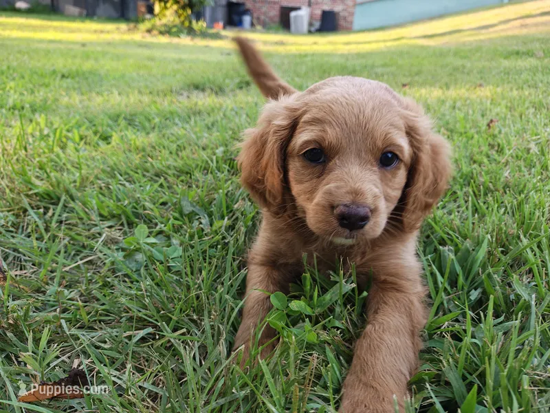 Darcy – Cavapoo puppy for sale in Perryville, MO