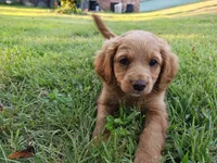 Darcy, a female Cavapoo for sale in Perryville, MO – 2 of 4