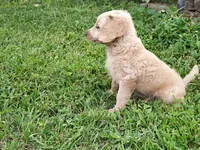 Dusty , a male Cavapoo for sale in Perryville, MO – 5 of 5