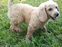 Dusty , a male Cavapoo for sale in Perryville, MO – 3 of 5