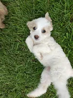 Dove, a female Cavapoo for sale in Chester, IL – 8 of 10