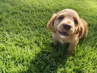 Darcy, a female Cavapoo for sale in Chester, IL – 6 of 6