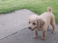 Dusty, a male Cavapoo for sale in Chester, IL – 6 of 7