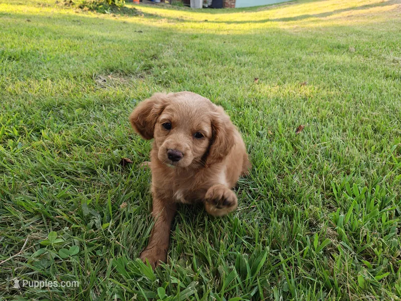 Dart – Cavapoo puppy for sale in Perryville, MO