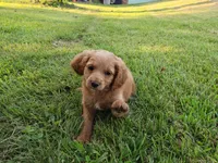 Dart, a male Cavapoo for sale in Perryville, MO – 1 of 5
