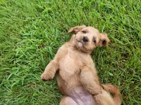 Darcy, a female Cavapoo for sale in Perryville, MO – 4 of 4