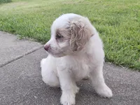 Dove, a female Cavapoo for sale in Chester, IL – 7 of 10