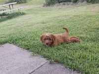 Dart, a male Cavapoo for sale in Chester, IL – 8 of 9