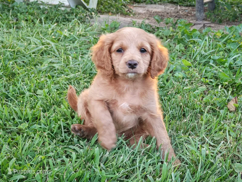 Darcy – Cavapoo puppy for sale in Perryville, MO