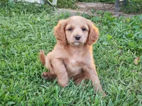 Darcy, a female Cavapoo for sale in Perryville, MO – 1 of 4