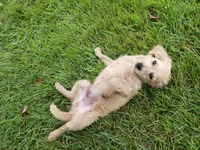 Dusty, a male Cavapoo for sale in Chester, IL – 7 of 7