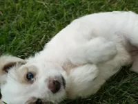 Dove, a female Cavapoo for sale in Perryville, MO – 4 of 5
