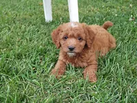 Dart, a male Cavapoo for sale in Perryville, MO – 3 of 5