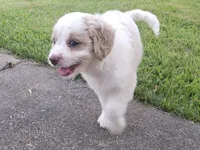 Dove, a female Cavapoo for sale in Perryville, MO – 5 of 5