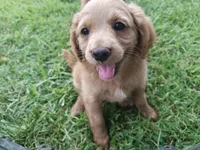 Darcy, a female Cavapoo for sale in Perryville, MO – 3 of 4