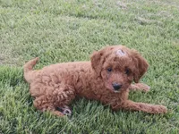 Dart, a male Cavapoo for sale in Chester, IL – 7 of 9