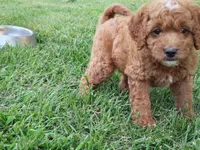 Dart, a male Cavapoo for sale in Perryville, MO – 2 of 5