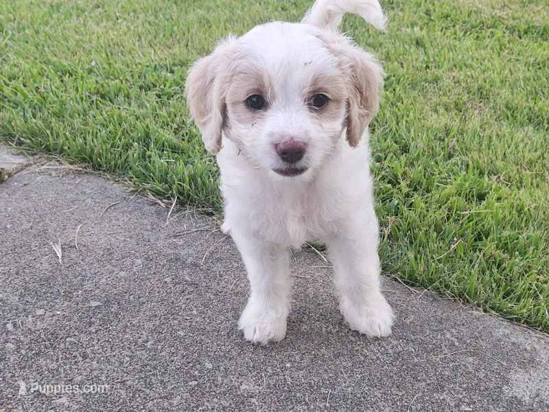 Dove – Cavapoo puppy for sale in Perryville, MO