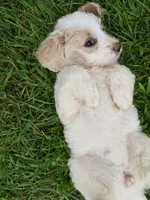 Dove, a female Cavapoo for sale in Chester, IL – 6 of 10