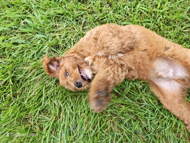Dart – Cavapoo puppy for sale in Perryville, MO