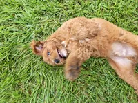 Dart, a male Cavapoo for sale in Chester, IL – 1 of 9