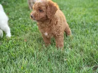 Dart, a male Cavapoo for sale in Perryville, MO – 4 of 5
