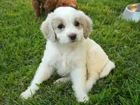 Dove, a female Cavapoo for sale in Perryville, MO – 2 of 5
