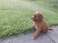 Dart, a male Cavapoo for sale in Chester, IL – 6 of 9